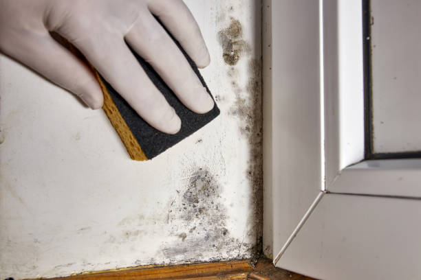 Best Residential Mold Inspection & Testing  in Cottonwood, CA